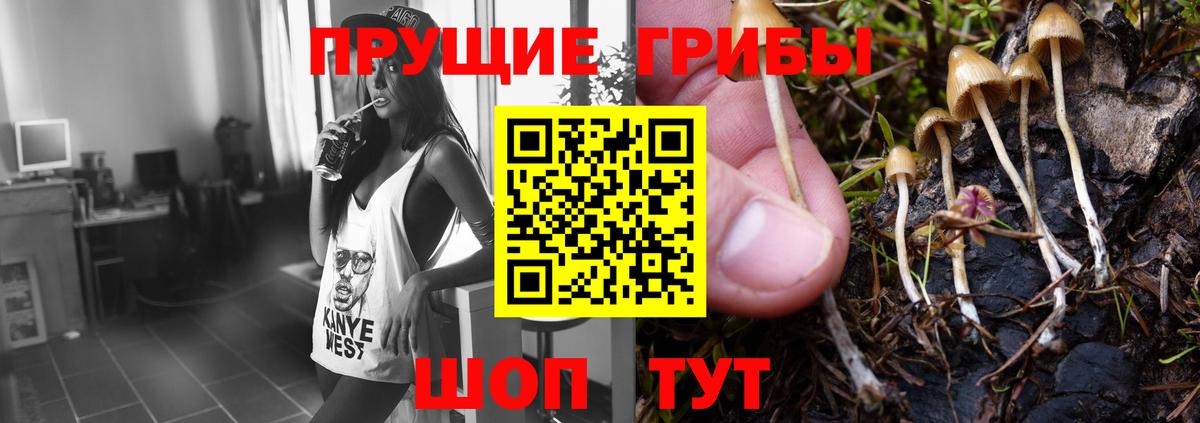 Псилоцибиновые грибы Psilocybe Архангельск