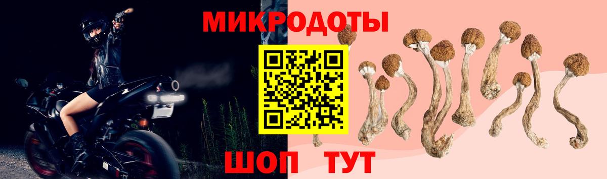 Псилоцибиновые грибы Psilocybe  как найти   Архангельск  Вход с VPN 